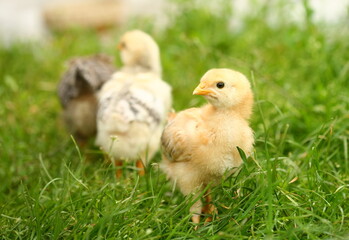 Fototapeta premium Baby chicks in the grass