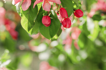 Blooming branch of Apple Tree in Spring, Pink flowers with tender petals close-up on soft-focus...