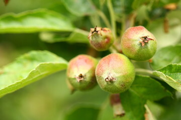 Closeup of unripe walnuts on tree