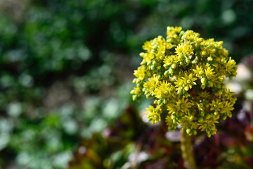 fleur jaune au printemps dans le jardin