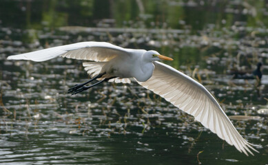 The great egret flying at Bharatpur Keuladeo Bird Sanctuary