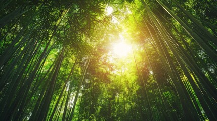 Rays of sunlight break through the dense canopy of a lush bamboo forest, creating a serene and mystical atmosphere.