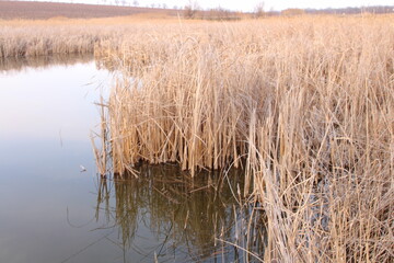 A swamp with tall grass