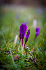 Spring crocus flowers