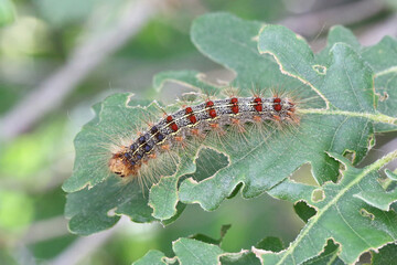 Gypsy Moth caterpillar (Lymantria dispar dispar) on oak leaf, taken in Herzegovina.