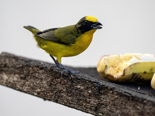 Tig-billed Euphonia, Euphonia laniirostris, feeding on a banana at the feeder. Colombia.