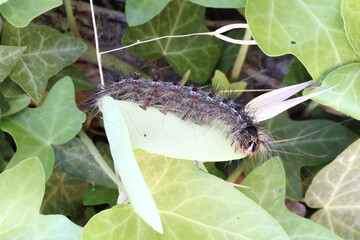 Gypsy Moth caterpillar (Lymantria dispar dispar) on leaves, taken in Herzegovina.