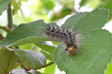 Gypsy Moth caterpillar (Lymantria dispar dispar) on leaves, taken in Herzegovina.