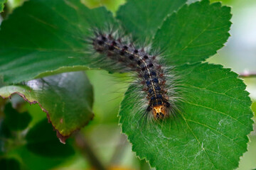 Gypsy Moth caterpillar (Lymantria dispar dispar) on leaves, taken in Herzegovina.
