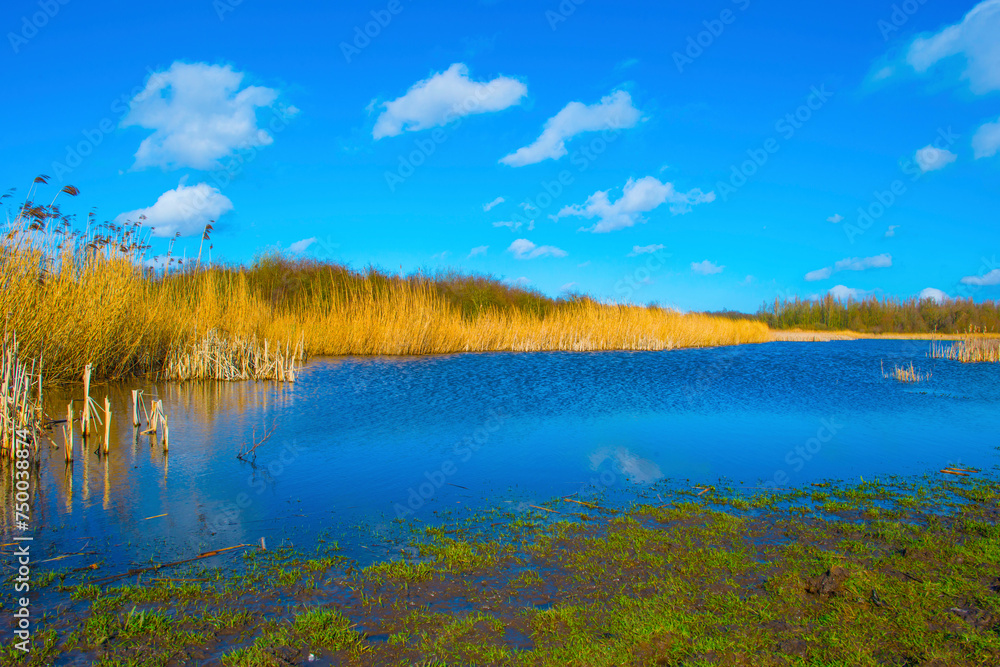 Wall mural Reed along the edge of a lake and a blue cloudy sky in sunlight in winter, Almere, Flevoland, The Netherlands, March 01, 2024