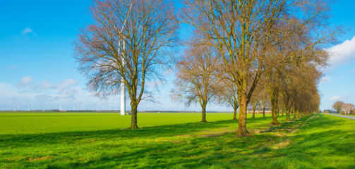 Trees along a path in sunlight in winter, Almere, Flevoland,  Netherlands, March 01, 2024