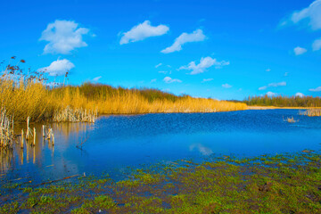 Reed along the edge of a lake and a blue cloudy sky in sunlight in winter, Almere, Flevoland, The Netherlands, March 01, 2024