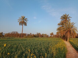 Beautiful green landscape with date palm tree and sky
