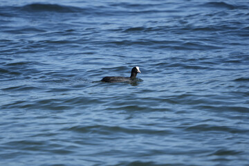 portrait of an eurasian coot, Fulica atra, meerkoet, on the water of zurich lake in summer, switzerland