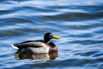 Fototapeta premium portrait of an european mallard swimming in the water