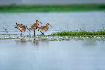 Hudsonian Godwit gang in the lake