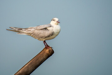 Mediterranean Gull on bamboo in the lake