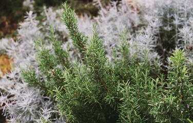 closeup of a rosemary plant - green background