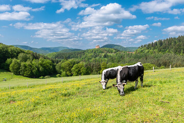 Zwei schwarz-weisse Vogesenrinder grasen in der Sonne auf einer Wiese am Gimbelhof vor bewaldeten Bergen des frühlingshaften Wasgaus und der Burgruine Fleckenstein auf einem Sandsteinfelsen