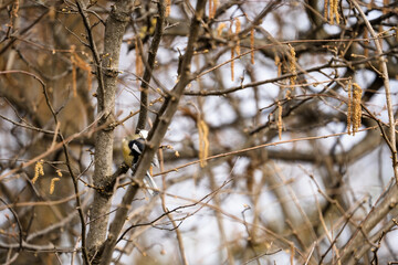 european tit sitting on a branch in early spring