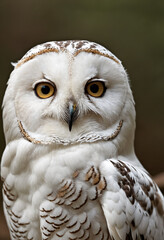 An owl in the thicket of the forest looks with interest	
