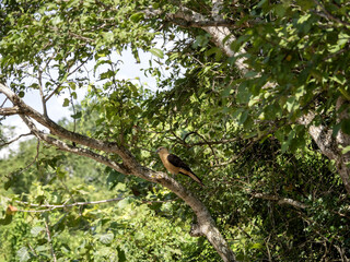 Yellow-headed Caracara, Milvago chimachima, sits in the branches of a tree. Colombia.