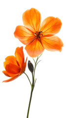 Elegant White Tulip in Full Bloom