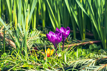spring crocus flowers in spring