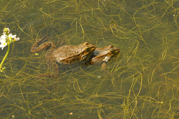 Natural closeup on a copulation couple European pond frogs , Phelophylax, floating in the vegetation