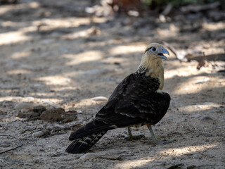 Yellow-headed Caracara, Milvago chimachima, sits on the ground and observes the surroundings. Colombia.