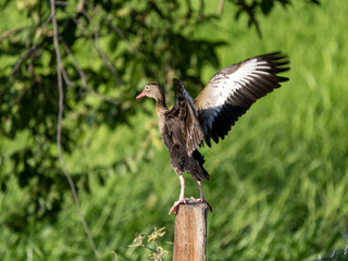 Black-bellied whistling duck, Dendrocygna autumnalis, sits on a tree trunk with outstretched wings....