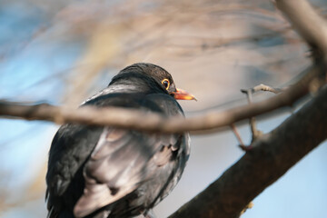 portrait of a blackbird (amsel, merel) in au, zurich, switzerland - swiss black bird