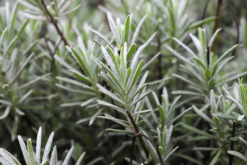 closeup plant of lavender plants