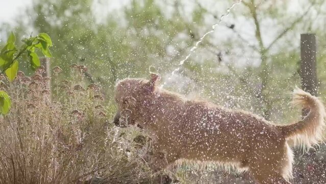 Slow Motion of young Golden Retriever dog splashing and playing with water at the garden. 200fps, LUT recording for better color correction option.