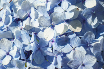 A blue hydrangea flower in the garden