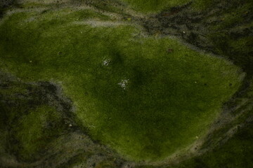Close up textured green mossy swamp water