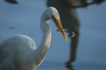The great egret catching fish at Bharatpur Keuladeo Bird Sanctuary