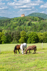 Obraz premium Zwei Pferde und ein Maultier grasen in der Sonne auf einer Wiese am Gimbelhof vor bewaldeten Bergen des frühlingshaften Wasgaus und der Burgruine Fleckenstein auf einem Sandsteinfelsen