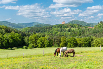 Zwei Pferde und ein Maultier grasen in der Sonne auf einer Wiese am Gimbelhof vor bewaldeten Bergen...
