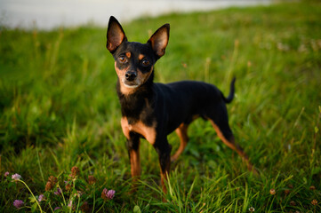 Portrait of a smooth-haired Russian Toy Terrier dog on a sunny summer day during a walk. Decorative dog, a faithful companion of man. Pet walking concept. Postcard