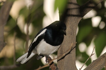 Oriental magpie-robin on Branch
