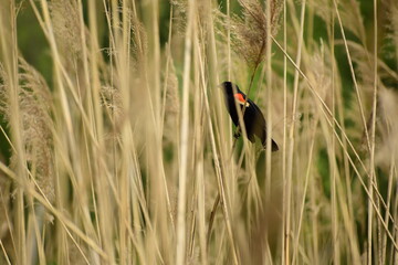 Black and orange bird in a field of tall grass