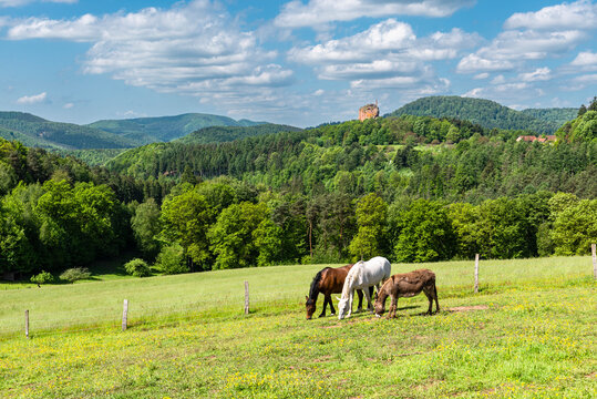 Zwei Pferde und ein Maultier grasen in der Sonne auf einer Wiese am Gimbelhof vor bewaldeten Bergen des fr&uuml;hlingshaften Wasgaus und der Burgruine Fleckenstein auf einem Sandsteinfelsen