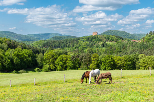 Zwei Pferde und ein Maultier grasen in der Sonne auf einer Wiese am Gimbelhof vor bewaldeten Bergen des fr&uuml;hlingshaften Wasgaus und der Burgruine Fleckenstein auf einem Sandsteinfelsen