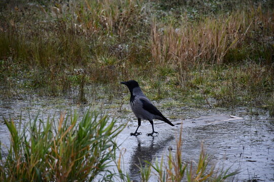 gray crow