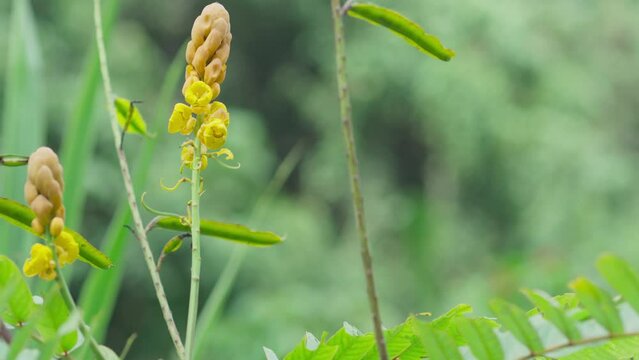 The beauty of the medicinal tree senna alata