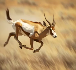 Photo sur Aluminium brossé Antilope impala