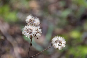 ツワブキの綿毛