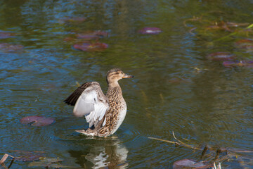 水面で羽ばたくマガモ