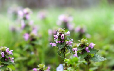 flowers in spring. close-up of Red Dead nettle. flowering, spontaneous plant